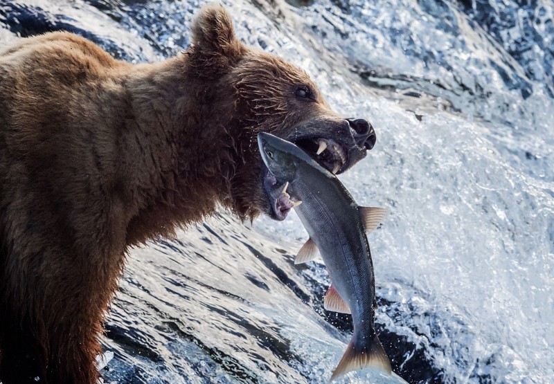nature, animals, bears, fish