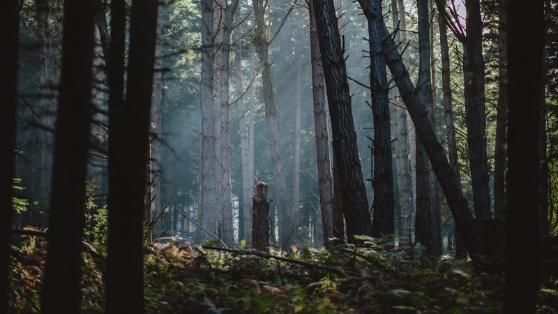 forest, nature, trees
