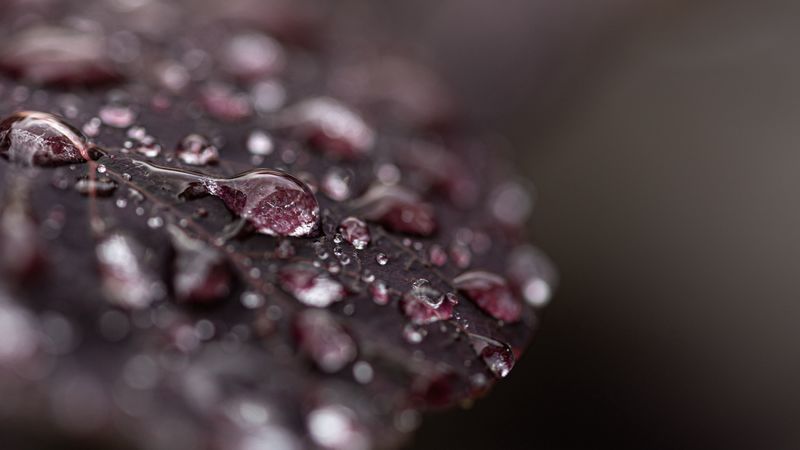 leaf, dew, drops, wet, macro, 4k