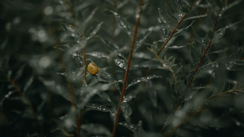branches, leaves, snail, wet, drops, 4k