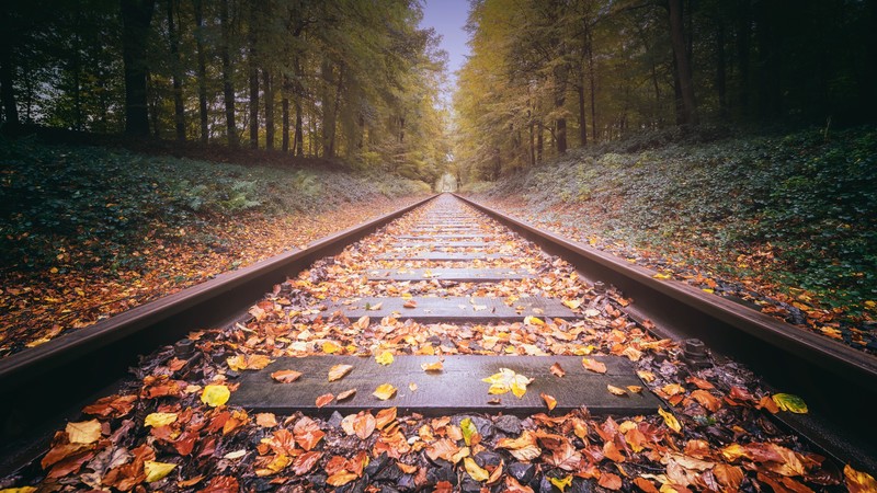 railway, fall, trees