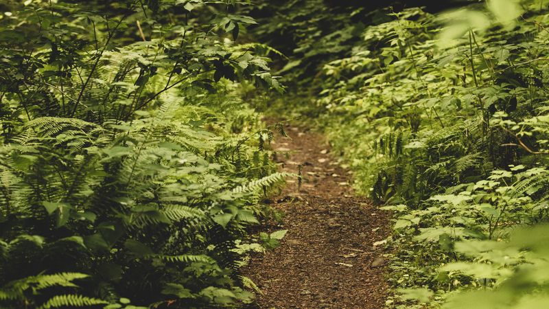path, fern, forest, bushes, greenery, 4k