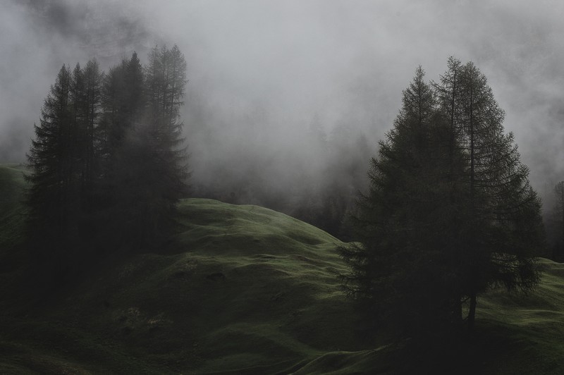 mist, pine trees, landscape