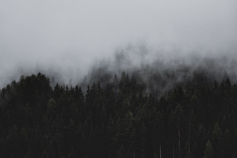 mist, pine trees, landscape, nature