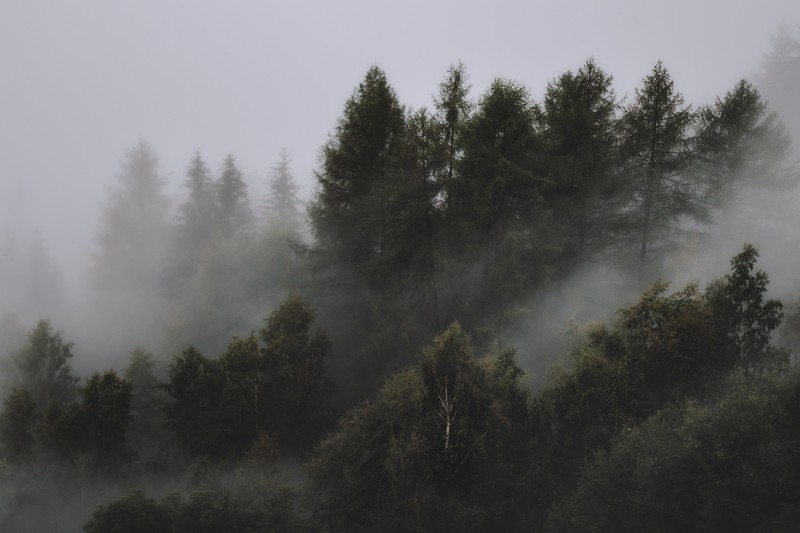 mist, pine trees, landscape, nature, trees, forest