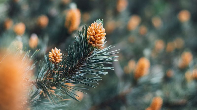 branch, cones, spruce, needles, macro, 4k