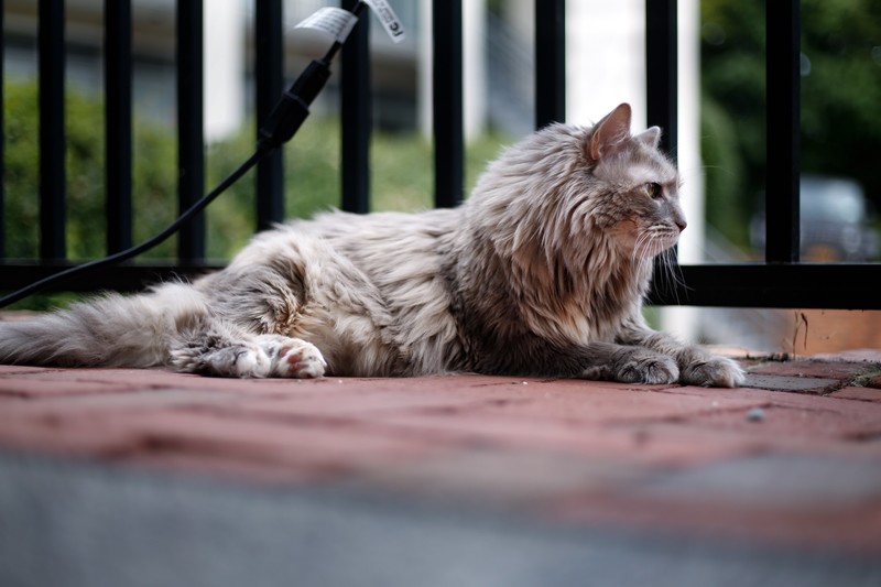 photography, animals, cats