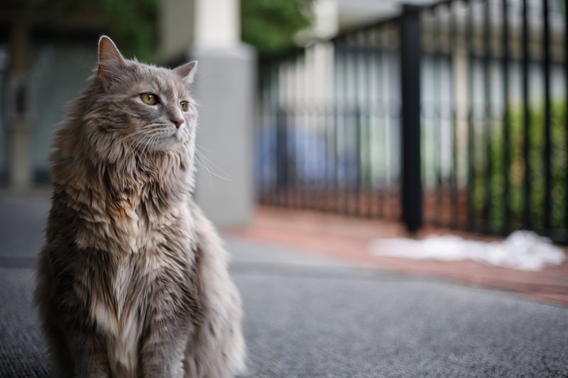 photography, animals, cats