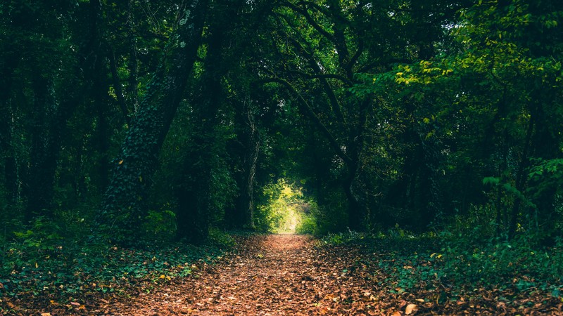 forest, path, leaves, trees, nature
