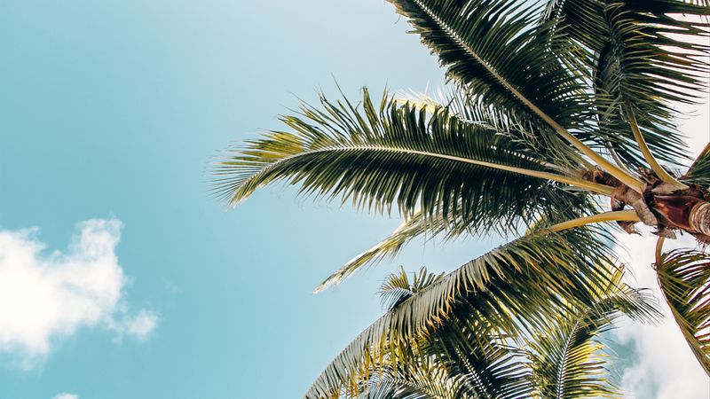 palm trees, crowns, branches, leaves, sky, 4k