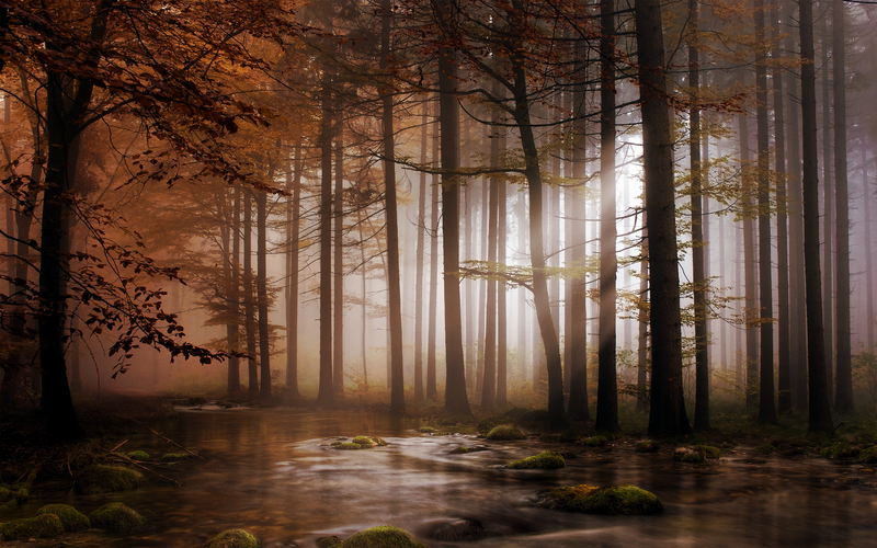landscape, trees, water, swamp, fall, dark, nature, artwork