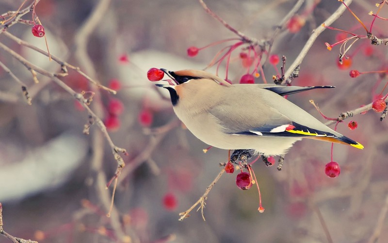 animals, birds, cherries, fruit, trees, cherry trees