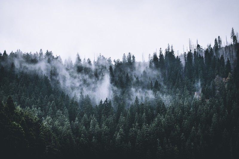 nature, trees, forest, clouds