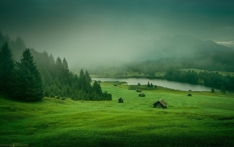 nature, forest, landscape, mist, outdoors, grass