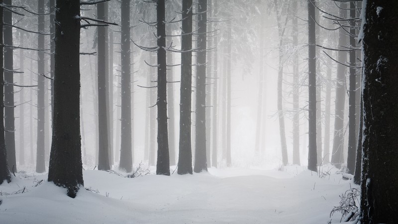 forest, trees, snow, winter, mist, path, nature