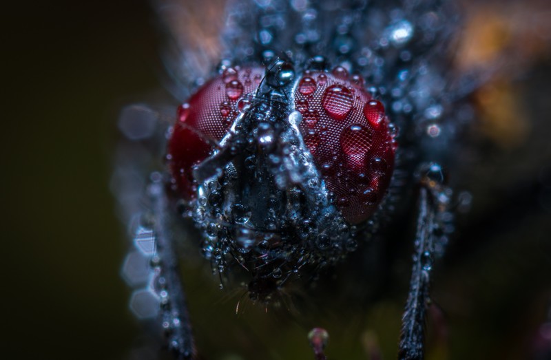 Egor Kamelev, Fly, bokeh, depth of field, blurred