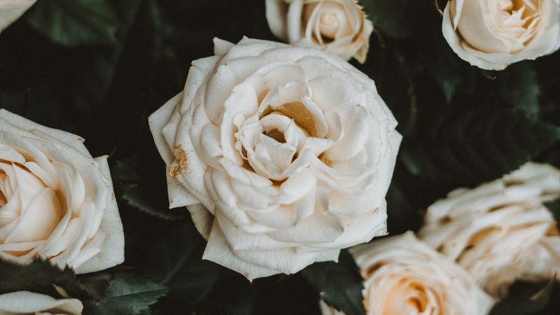 roses, white, flowers, bloom, plant, 4k