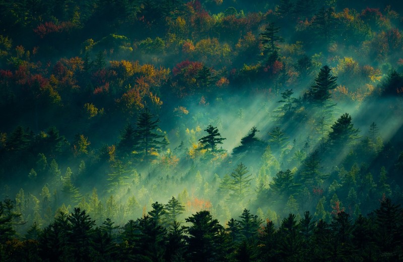 nature, sunlight, photography, plants, trees, forest, dappled sunlight, mist, fall