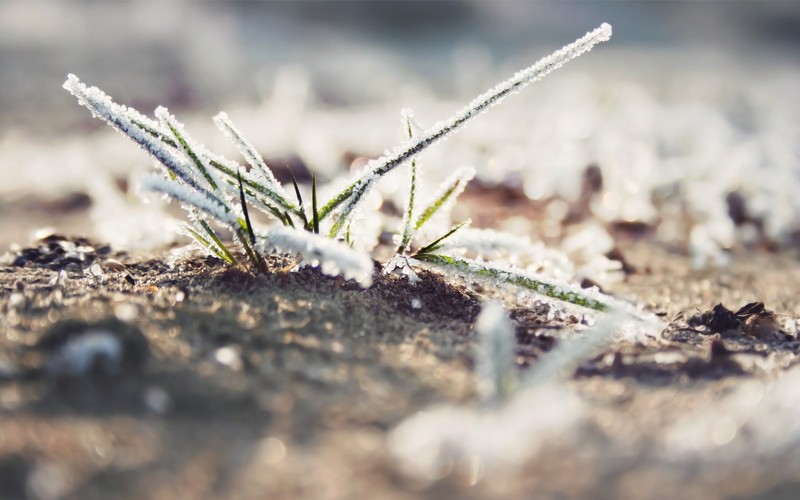 ice, macro, grass, nature, photography, plants