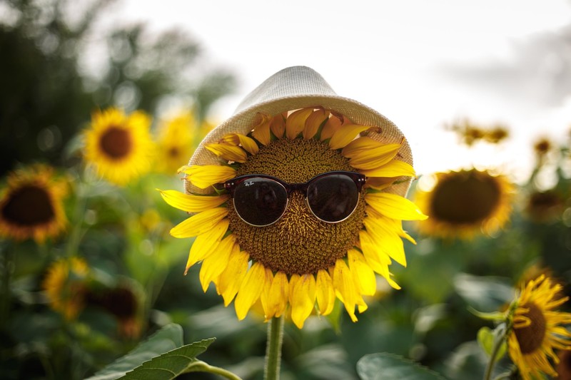 flowers, shades, sunflowers, hat, yellow flowers, plants