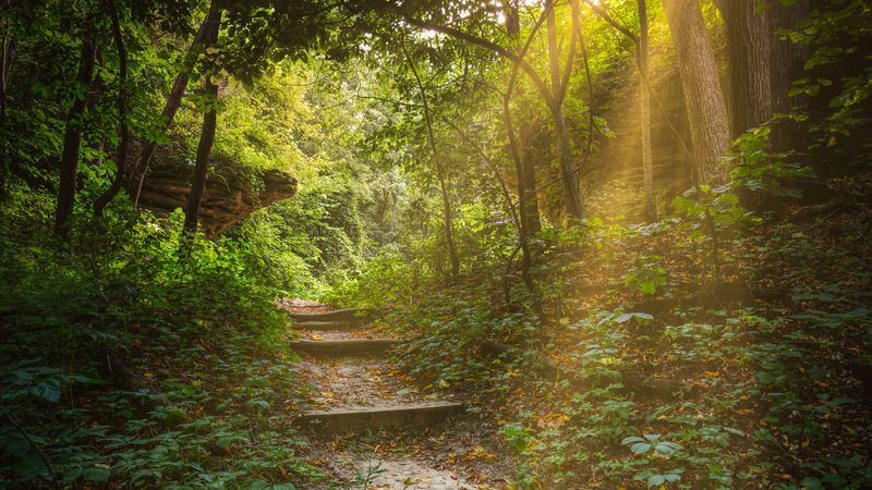 forest, path, stairs, sunlight, trees, 4k