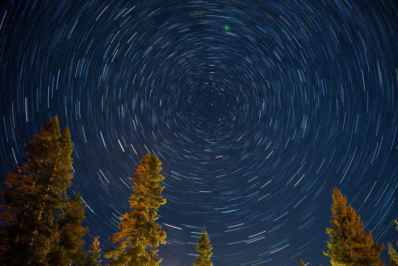 forest, trees, starry night, stars, nature