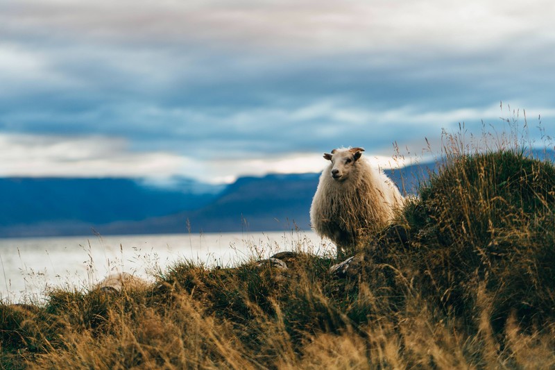 nature, landscape, grass, sea, mountains, Iceland, sheep