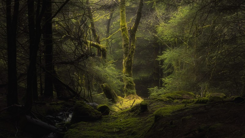 nature, trees, forest, dark