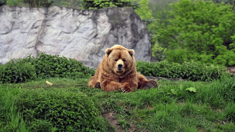 bears, nature, animals