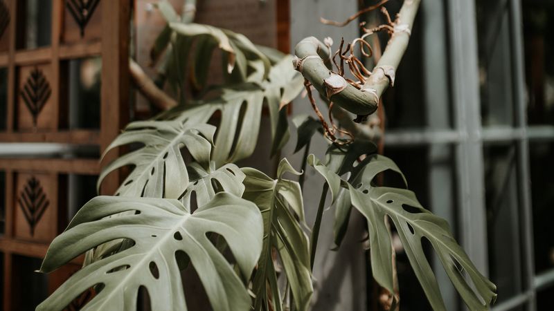 monstera, plant, exotic, tropical, decorative, 4k
