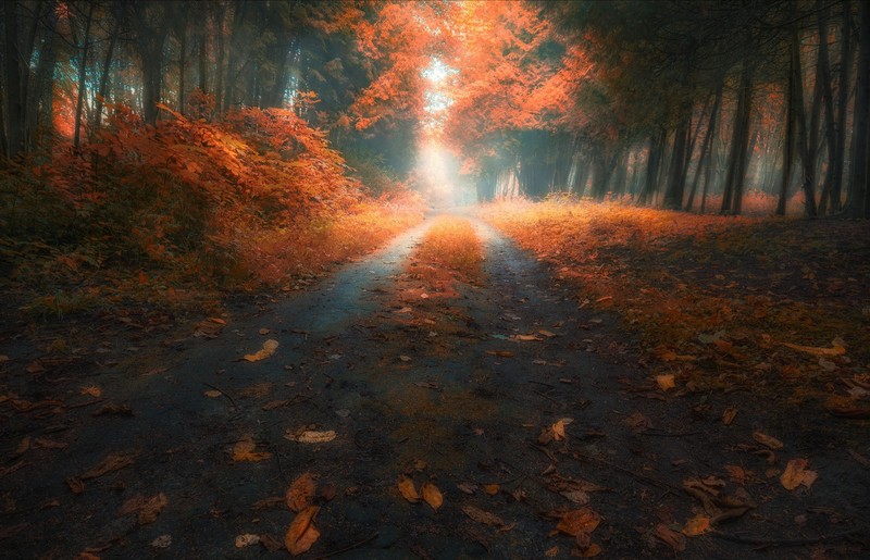 fall, road, leaves, trees, red leaves