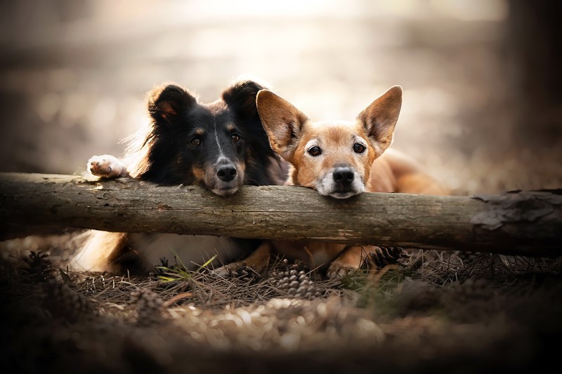 dog, animals, outdoors, wood