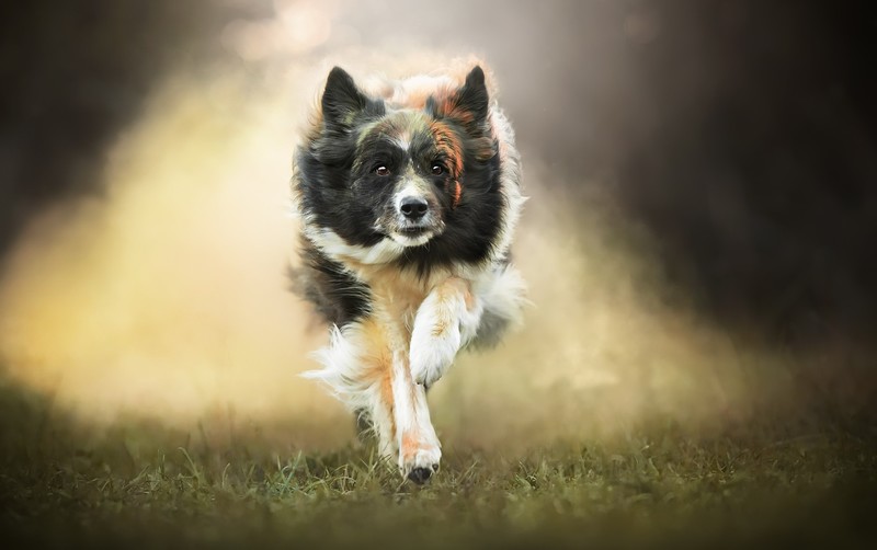 dog, animals, running