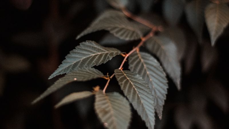 branch, leaves, plant, macro, closeup, 4k