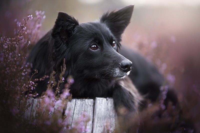 dog, animals, plants, outdoors