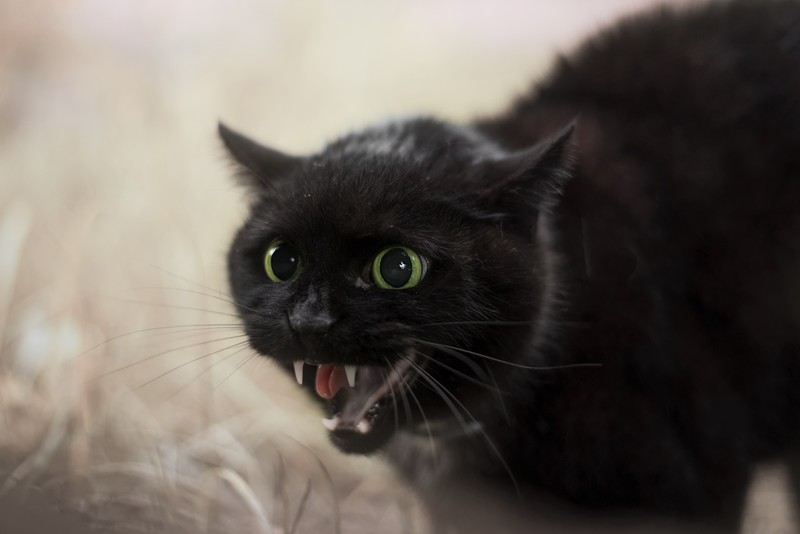 cats, animals, black cats