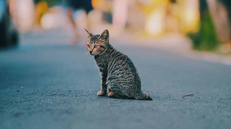 kitten, cat, striped, cute, pet, 4k