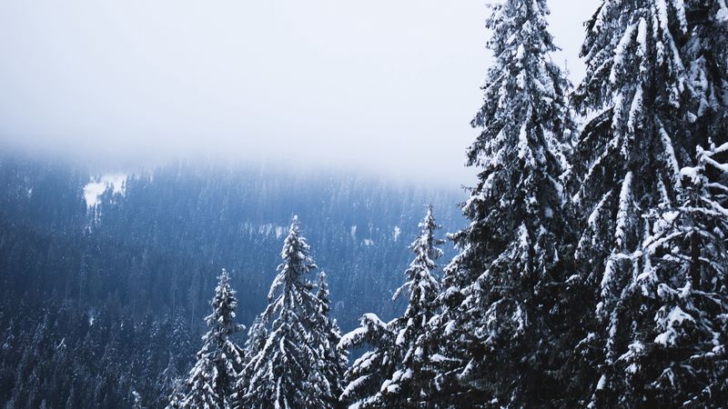 trees, forest, fog, pine, snow, 4k