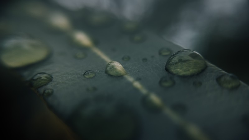 macro, water drops, leaves