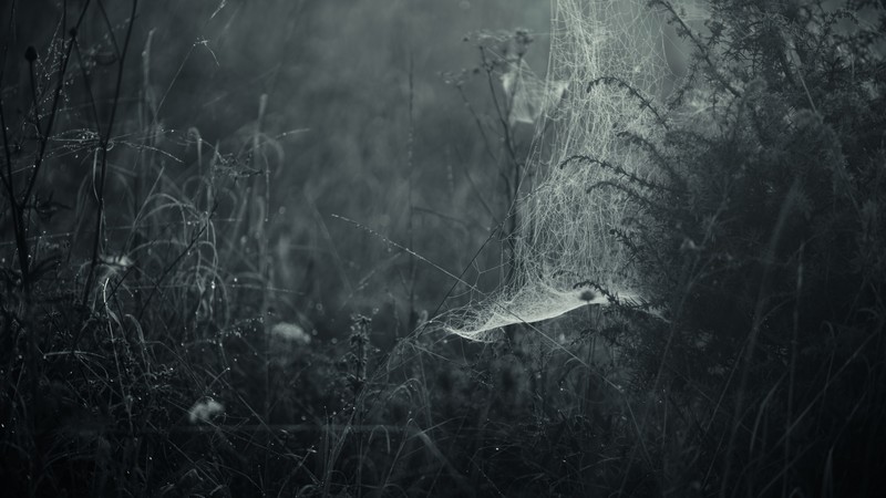spider webs, mist, dark, nature, plants, forest