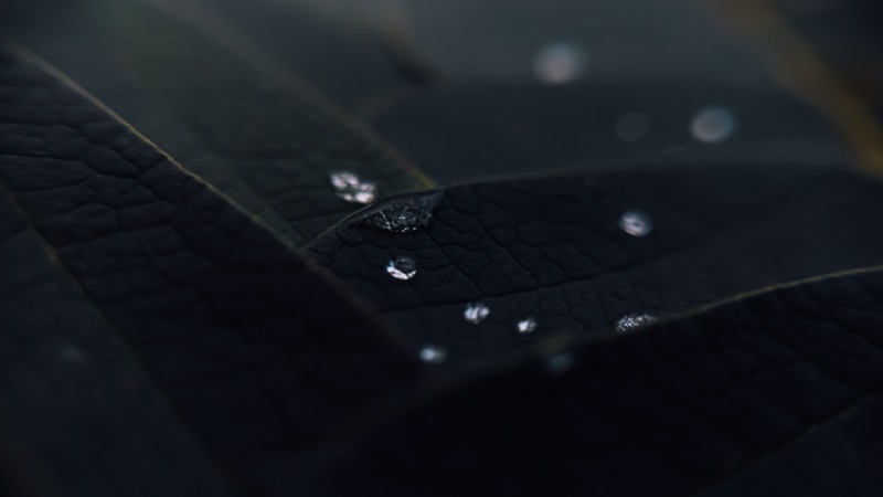 macro, water drops, leaves, plants, dark