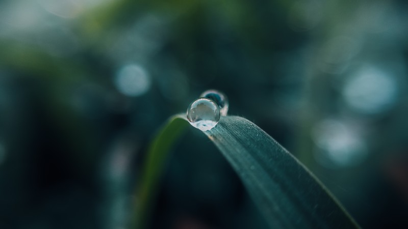 macro, water drops, reflection, grass, nature, bokeh, leaves
