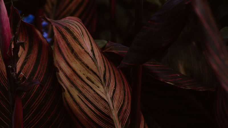 leaf, stripes, veins, closeup, plant, 4k