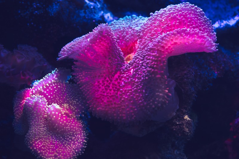 coral, Mexico, pink, purple, underwater
