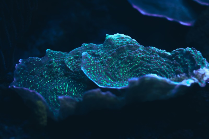 coral, Mexico, blue