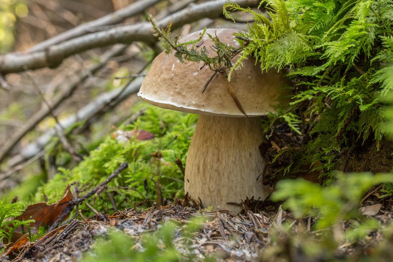 mushroom, forest, nature, moss, fall, fungus, leaves