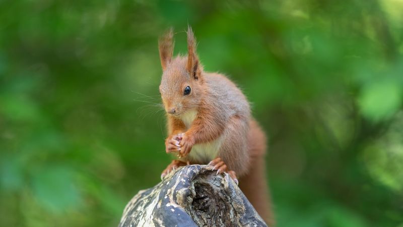 squirrel, rodent, beast, cute, fluffy, 4k