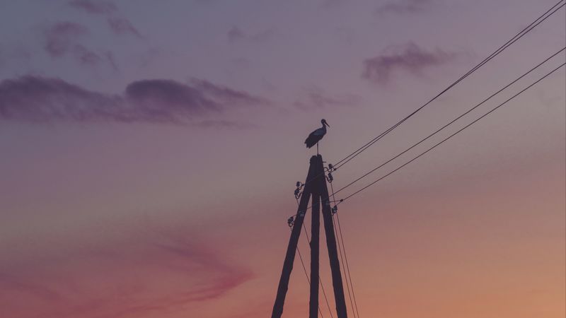 pillar, stork, dusk, fog, dark, 4k