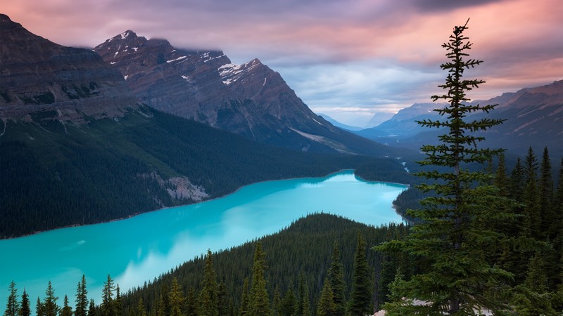 mountains, nature, Peyto Lake, lake, Canada, forest