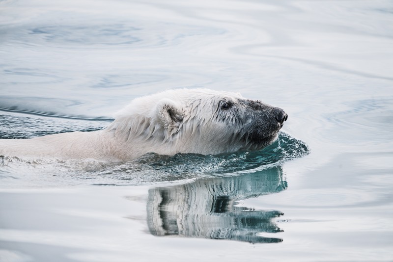 polar bears, ice, animals, nature, water